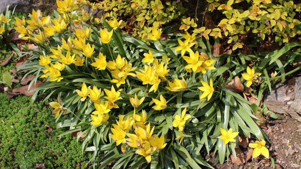 Botanická zahrada a rozárium v Olomouci 