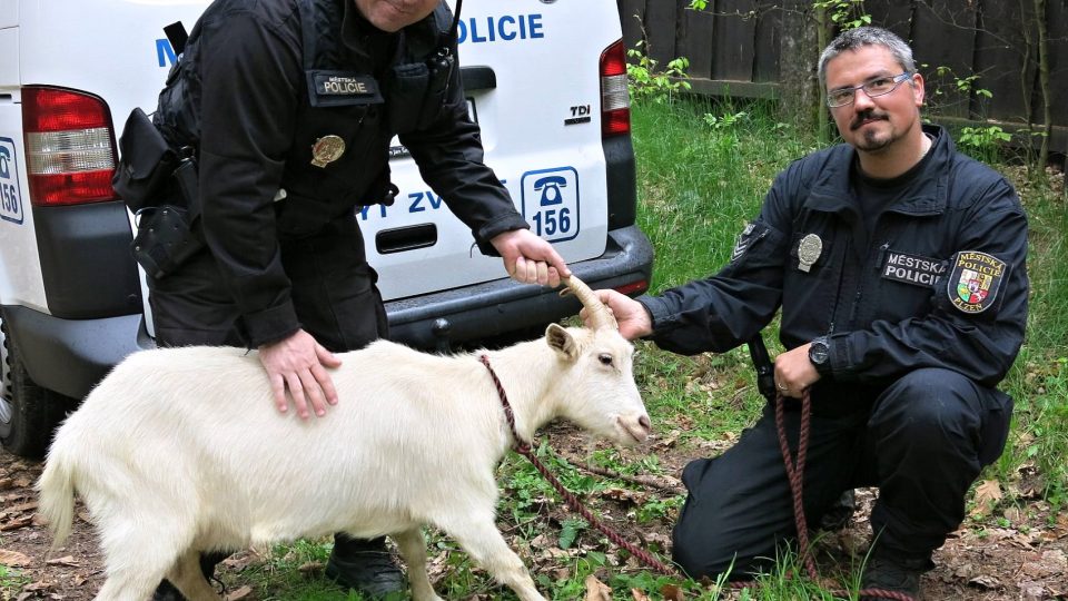 Při nahánění kozy se proběhli plzeňští městští strážníci, upalující bílé rohaté zvíře pronásledované muži v černém pobavilo kolemjdoucí na trase Vinice – Lochotín
