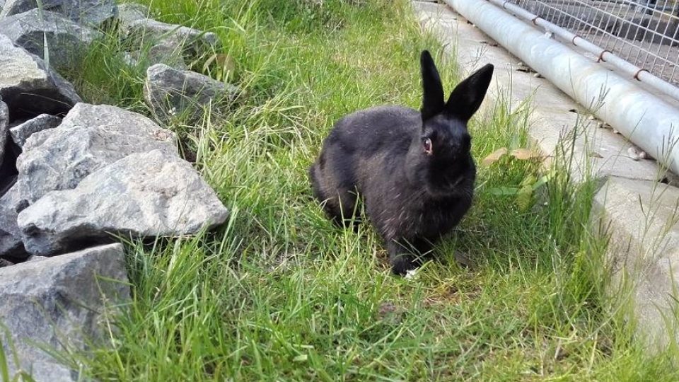 Odložený zakrslý králík pobíhal v Plzni na Roudné a už se povedlo najít mu domov
