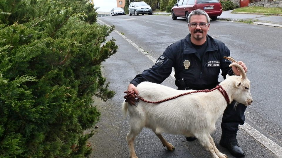 Při nahánění kozy se proběhli plzeňští městští strážníci, upalující bílé rohaté zvíře pronásledované muži v černém pobavilo kolemjdoucí na trase Vinice – Lochotín