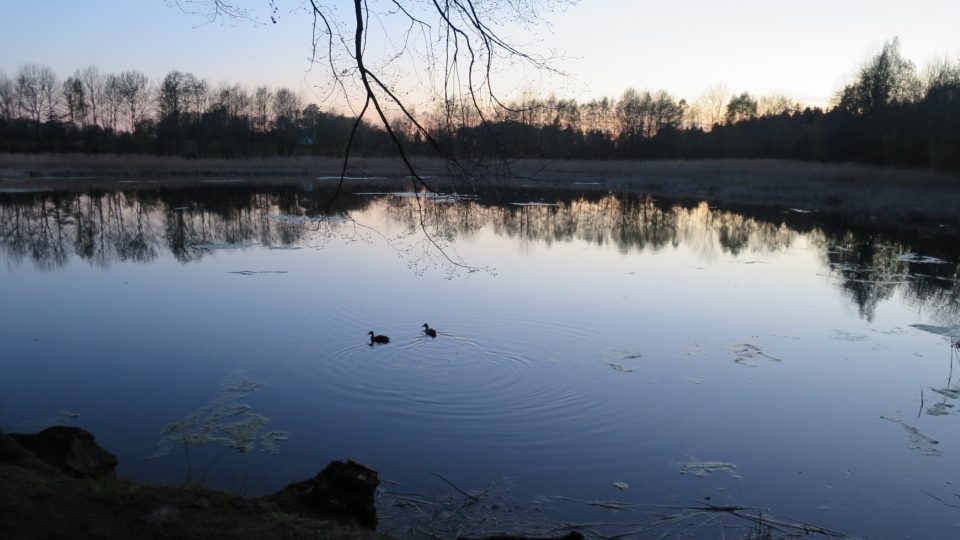 V rybníku Markvart žijí i vodní ptáci
