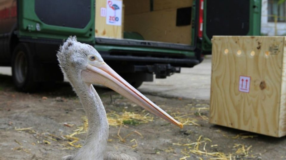 ZOO Dvůr Králové pomáhá na Filipínách obnovit vyhynulé populace pelikánů