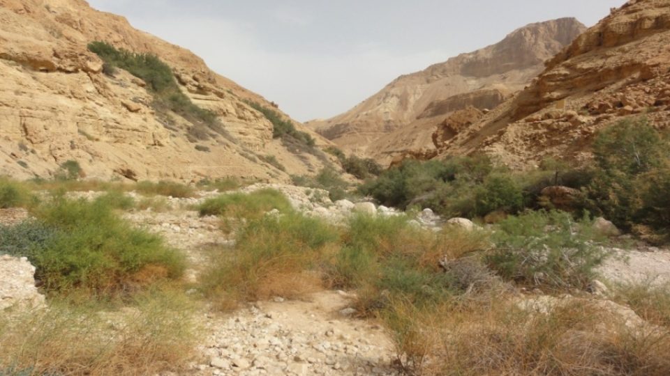 Oáza En Gedi na břehu Mrtvého moře