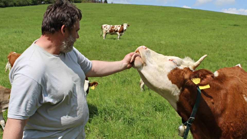 Farmář Petr Graca a kráva ve výběhu 