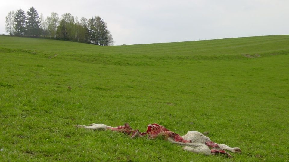 Vlci na Broumovsku působí chovatelům škody