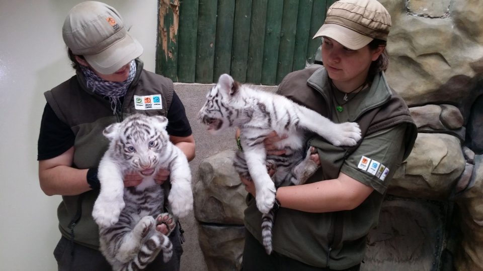 Mláďata bílých tygrů v liberecké zoo