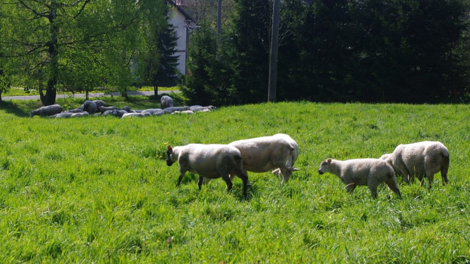 Ovce se v Malé Moravě pasou i přímo v obci