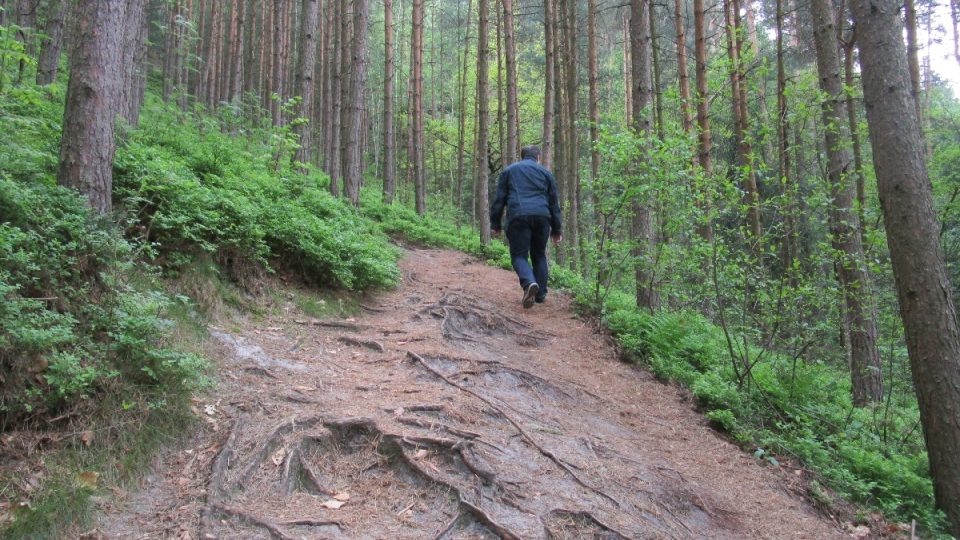 Cesta k Samuelově jeskyni - to je samý kořen a pořádné stoupání