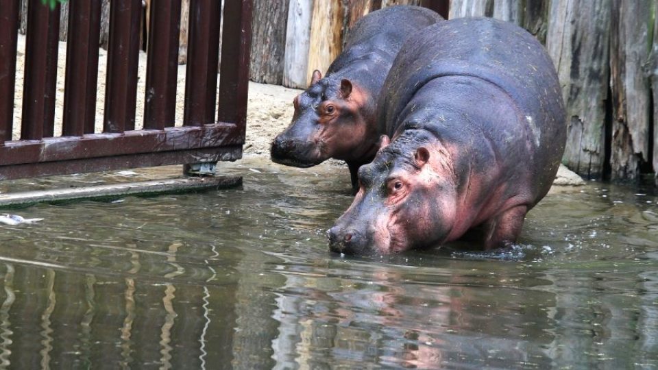 Hroši se vrátili do ZOO Dvůr Králové