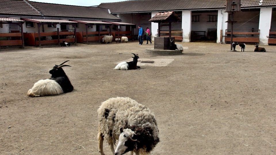 Babiččin dvoreček v ZOO Vyškov