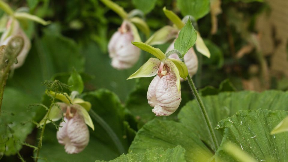 Cypripedium japonicum (střevíčník japonský)