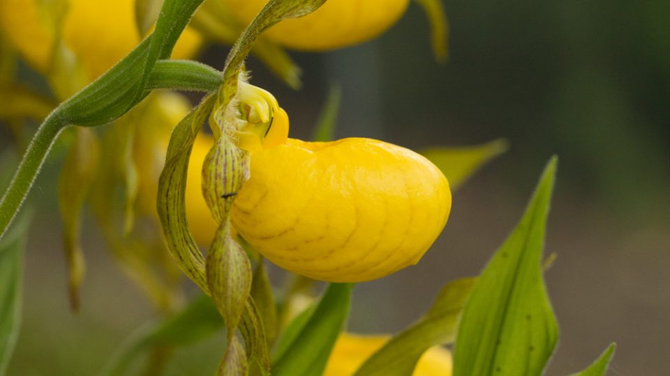 Cypripedium pubescens