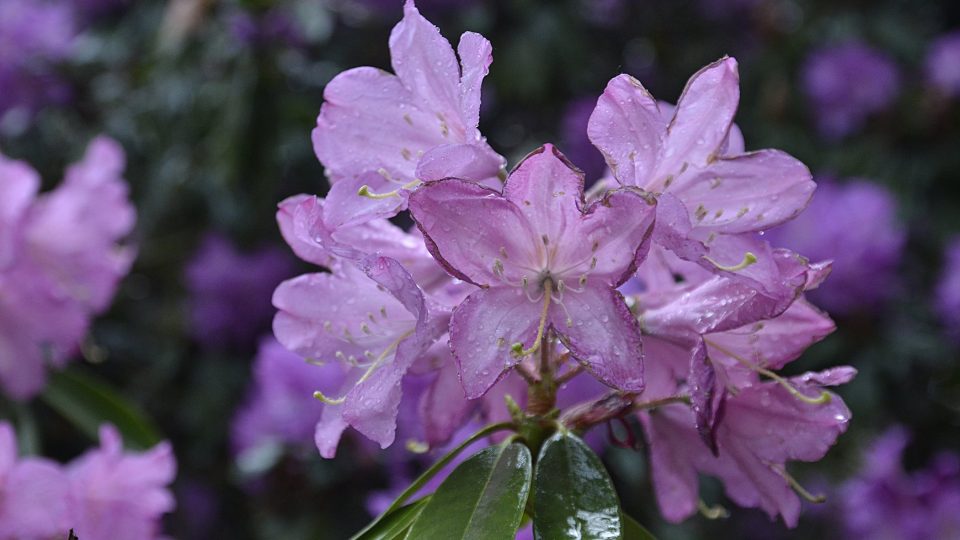 Amerika s rozkvetlými rododendrony