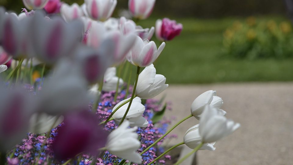 Záhony tulipánů