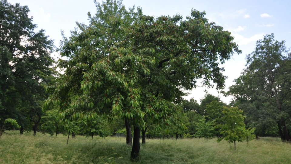 Třešňovka je nejkrásnější, když kvete, ale nejoblíbenější, když plodí