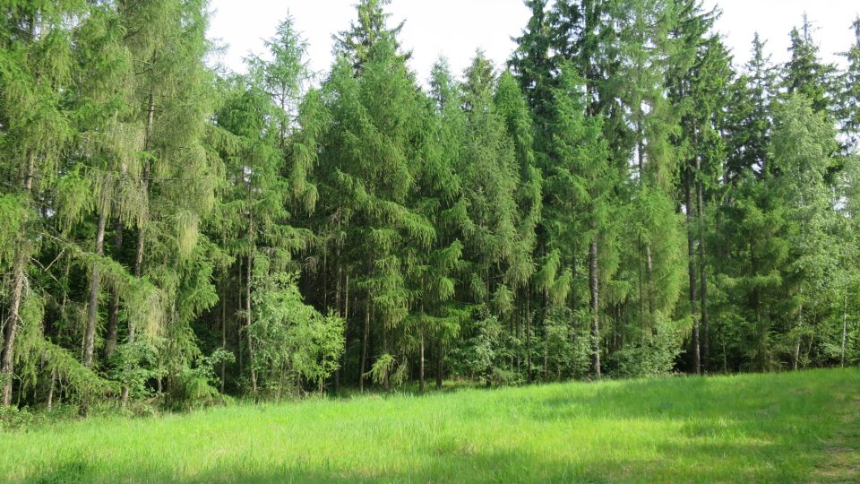 V Lesnickém parku Křivoklátsko se na vás těší na 80 druhů dřevin