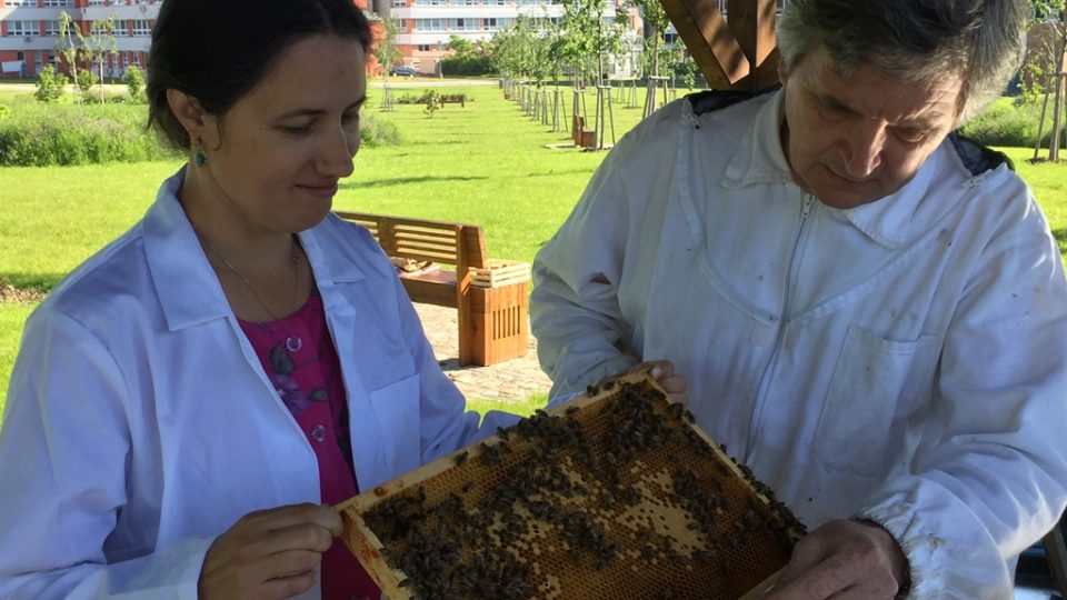 Vlastní včely chovají vědci Biologického centra Akademie věd a Jihočeské univerzity v Českých Budějovicích