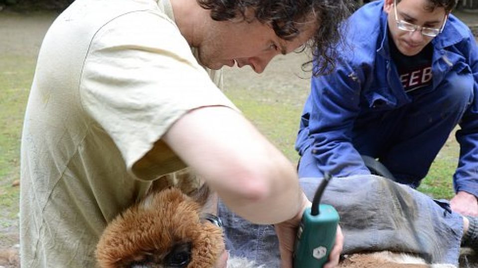 Lamy alpaky v děčínské zoo navštívil kadeřník