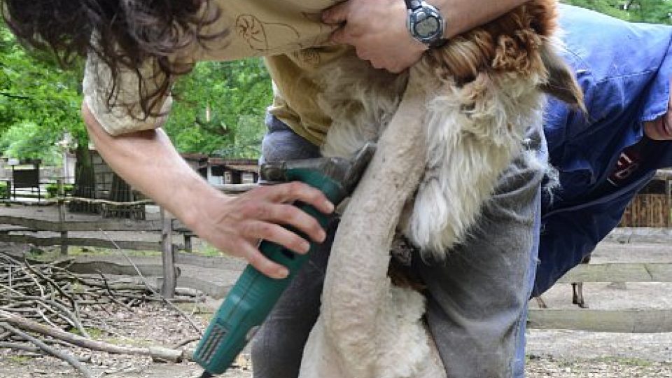 Lamy alpaky v děčínské zoo navštívil kadeřník