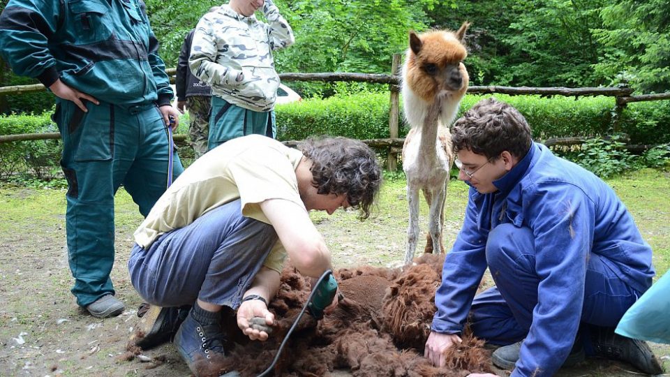 Lamy alpaky v děčínské zoo navštívil kadeřník