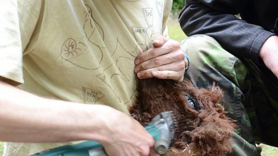 Lamy alpaky v děčínské zoo navštívil kadeřník