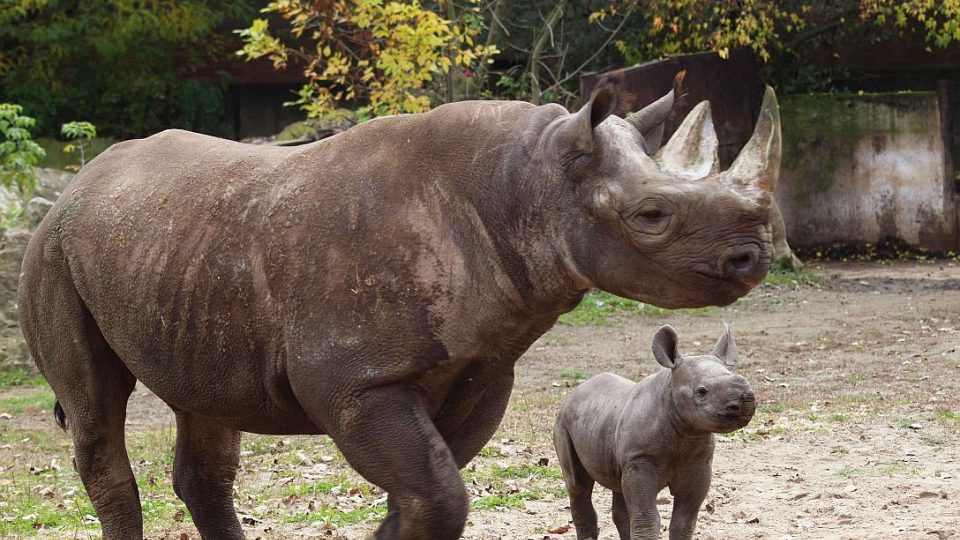 ZOO Dvůr Králové posílá dalšího nosorožce do Afriky. Eliška vyrazí na cestu