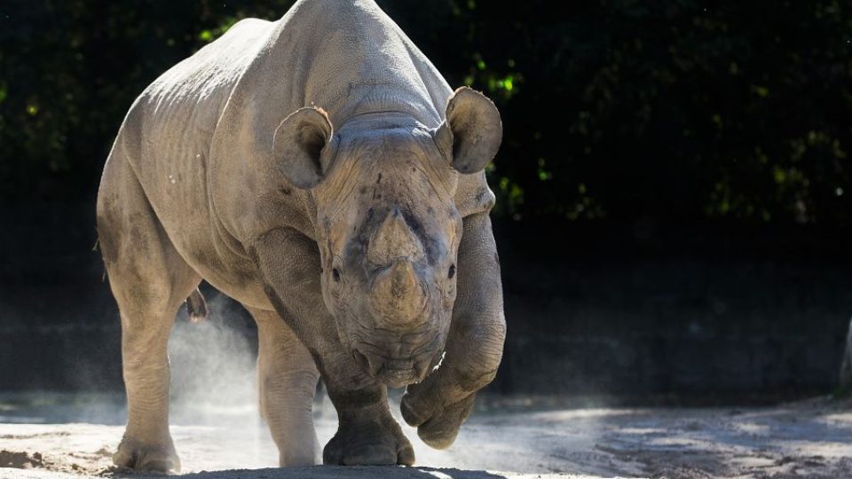 ZOO Dvůr Králové posílá dalšího nosorožce do Afriky. Eliška vyrazí na cestu