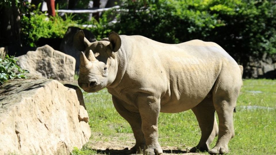 ZOO Dvůr Králové posílá dalšího nosorožce do Afriky. Eliška vyrazí na cestu