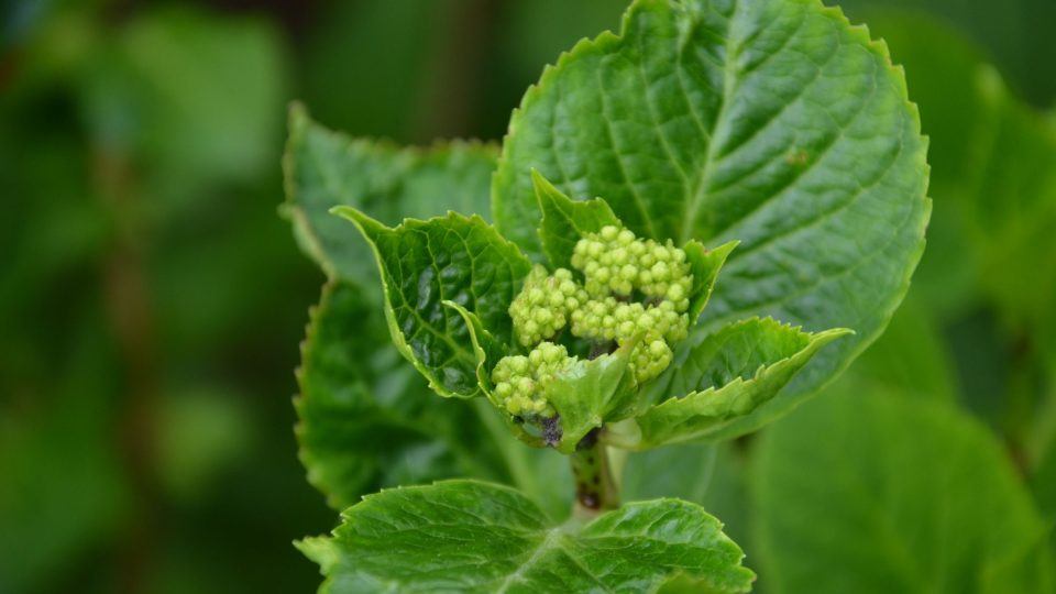 Hortenzie velkolistá na začátku června