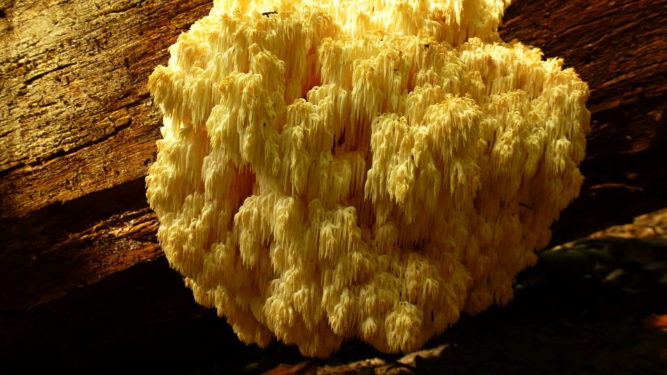 Korálovec jedlový - vzácný druh houby