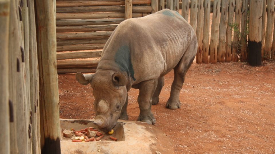 Transport nosorožcí samice Elišky do africké Tanzanie