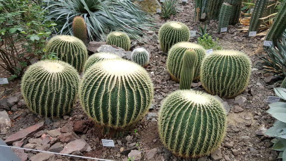 Pavilon kaktusů