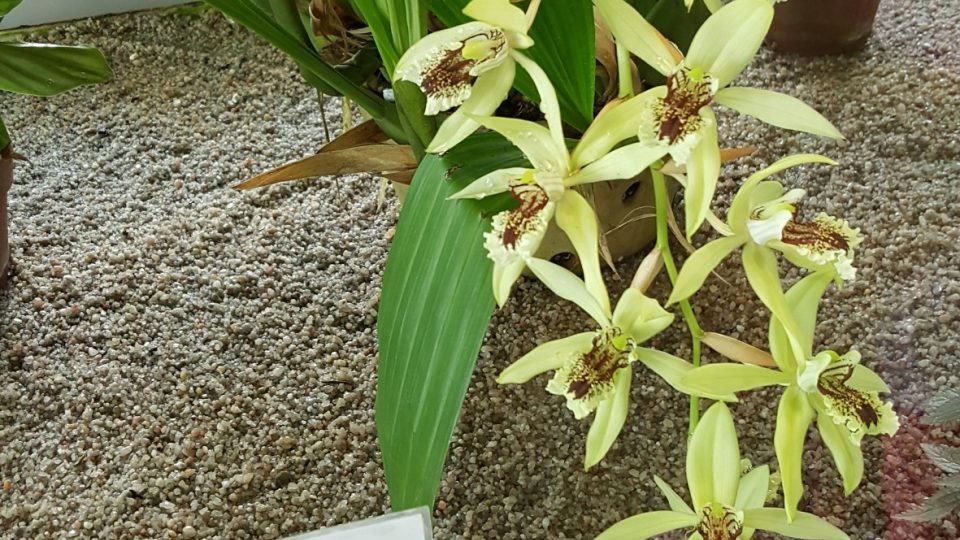 V botanické zahradě si můžete prohlédnout i krásné orchideje
