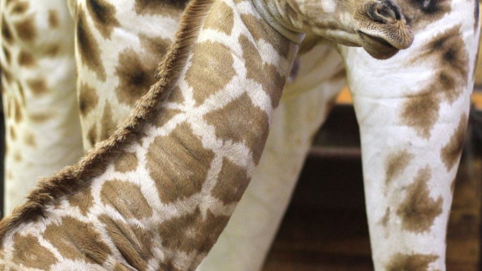 Logan je 170. žirafou Rothschildovou narozenou v ZOO Dvůr Králové