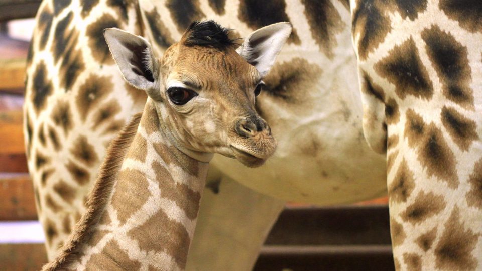 Logan je 170. žirafou Rothschildovou narozenou v ZOO Dvůr Králové