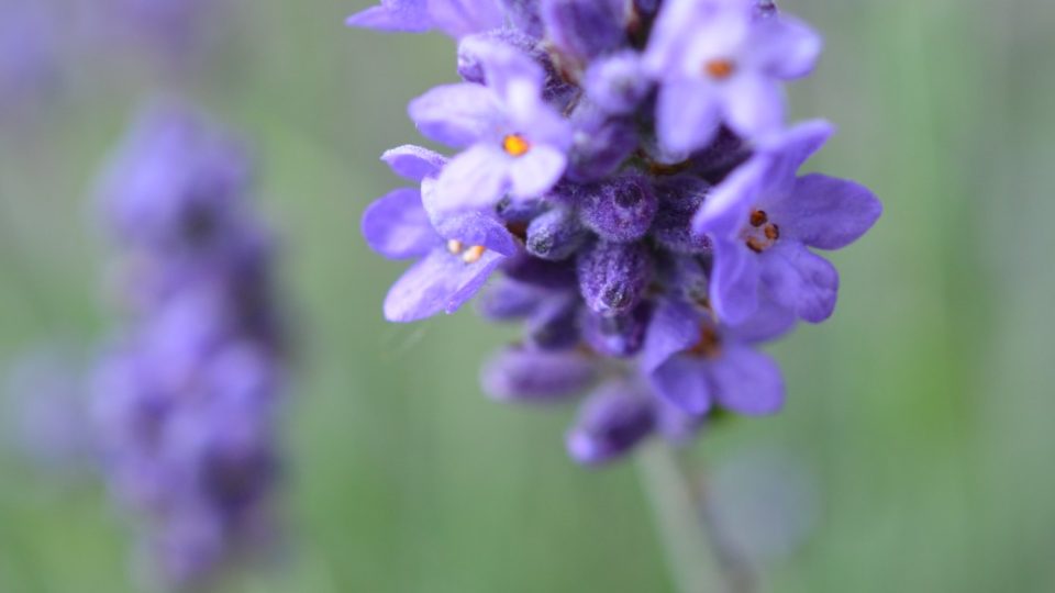 Levandule - Tvá slova nejsou upřímná