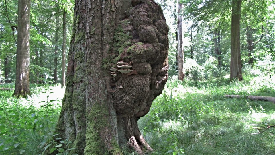 I nemocné stromy k přírodě patří