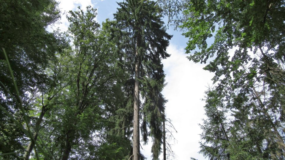 Nejvyšší smrk v Českém lese měří 53 metrů