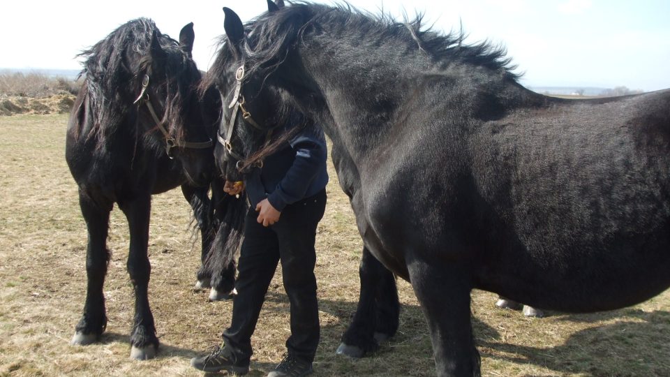 Fríský kůň patří mezi nejstarší evropská plemena, pochází ze severního Holandska, z Fríska