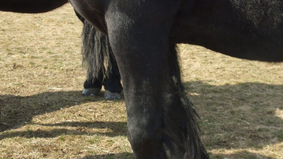 Krom barvy je dalším typickým znakem frísáka rous – dlouhé chlupy nad kopytem