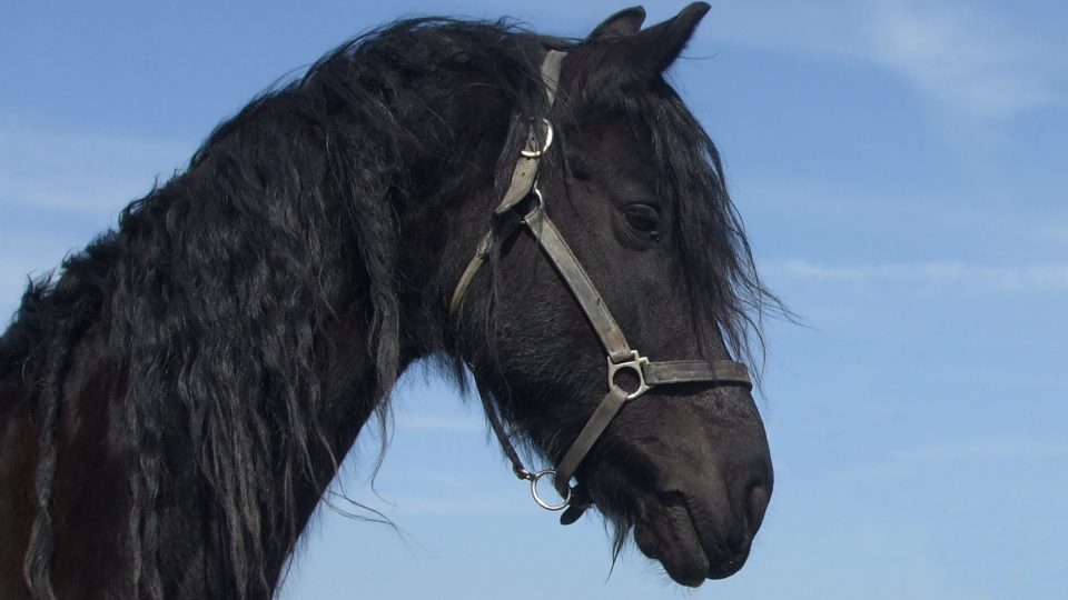 Srst v elegantní černolesklé barvě je typickým znakem fríských koní stejně jako bohatá hříva