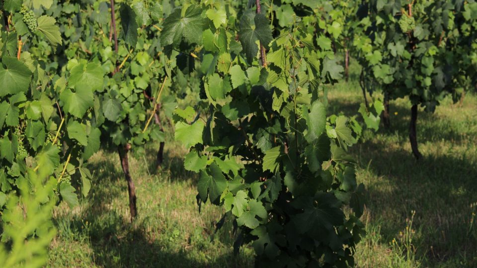 Vinice Máchalka byla obnovena na počátku tisíciletí, pěstují tu 8 odrůd vinné révy