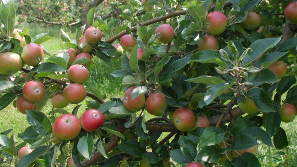 Stromy obsypané jablky Discovery
