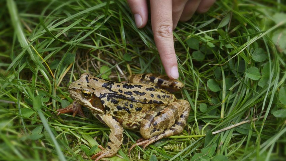 Na naučné stezce můžete pozorovat třeba skokana