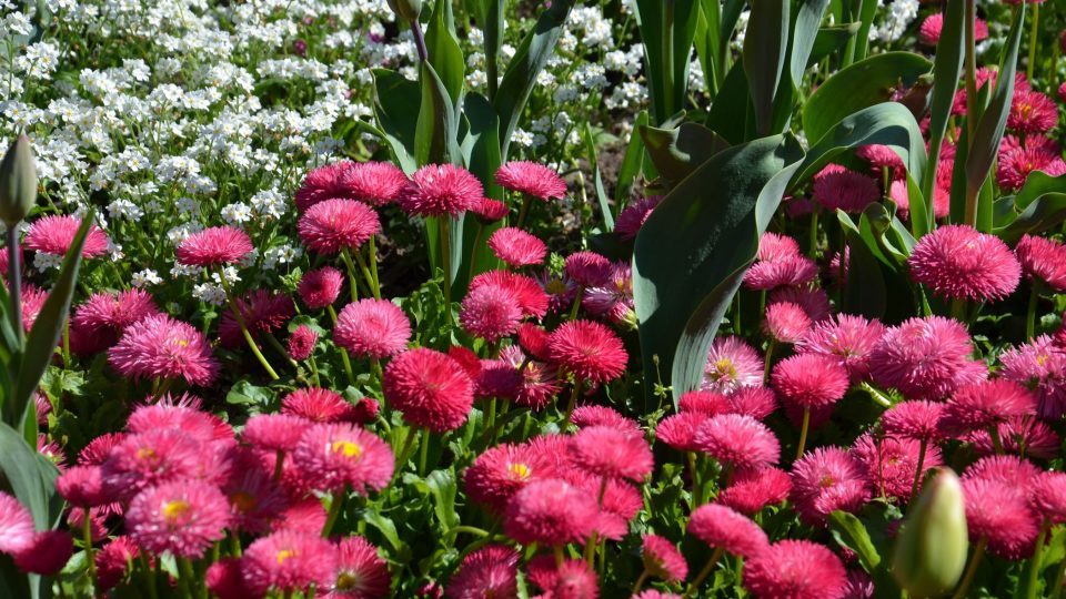 Zahradníci na Letné udržují mnoho květinových záhonů