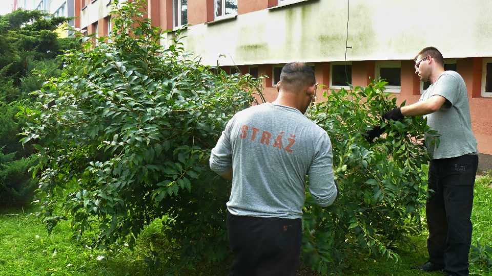 Vězni ze Stráže pod Ralskem pomáhají s údržbou zeleně v České Lípě