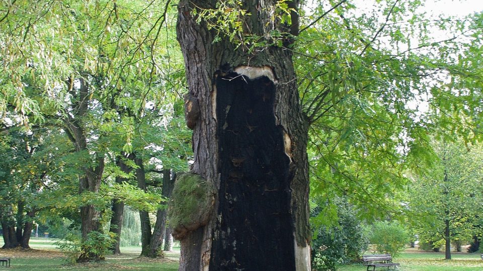 Vandalové v zámeckém parku dokonce nedávno zapálili dutinu stromu