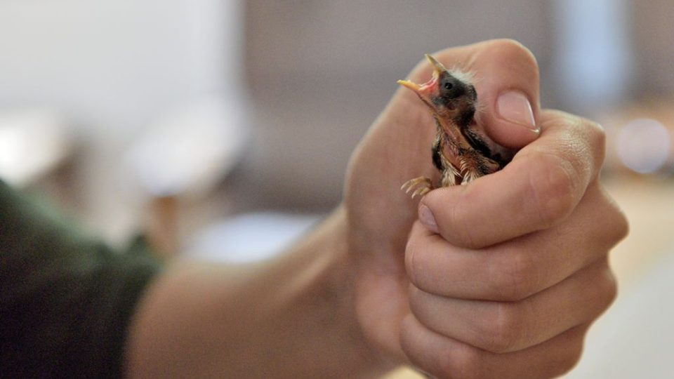 Krmení několikadenních ptáčat v záchranné stanici v Klášterci u Vimperka