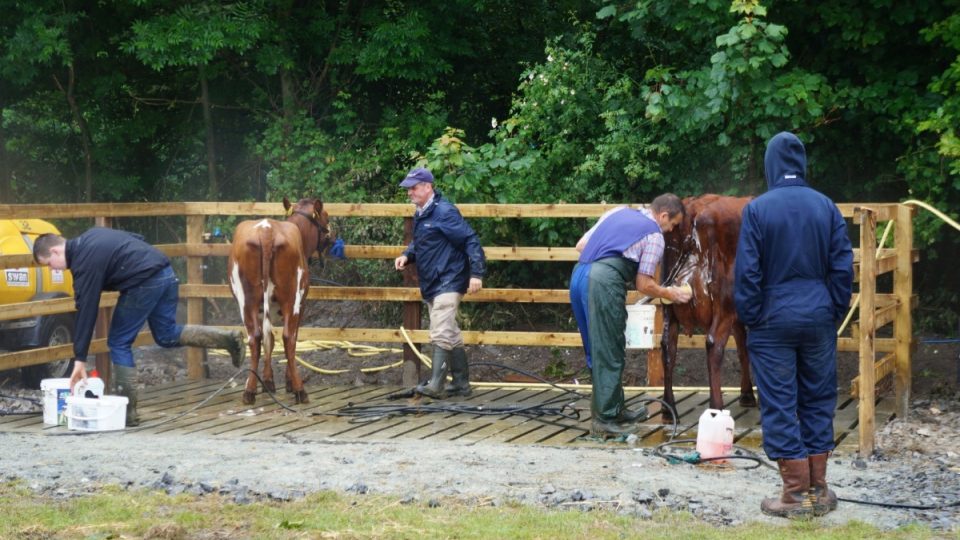 Jednu po druhé farmáři drhnou mýdlem a sprchují hadicí