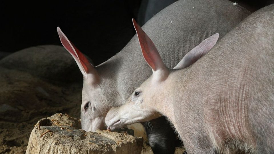 Dvorský hrabáč už není sám, nová partnerka za ním přijela až z Anglie